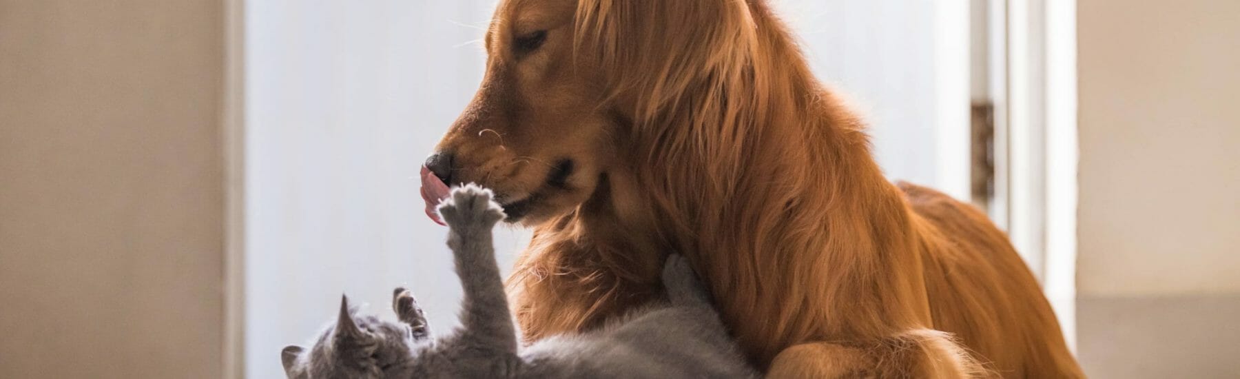 Golden dog playing with grey cat
