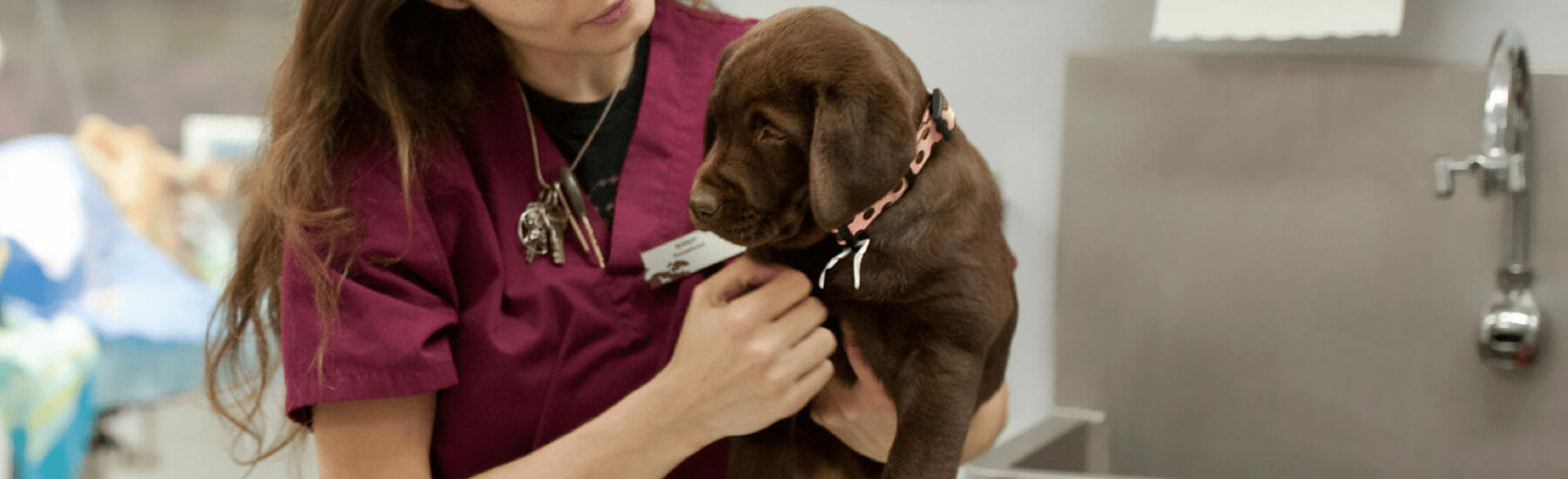 Small brown dog being held by veterinarian