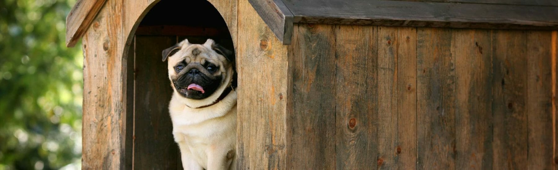 Small pug inside of a dog house