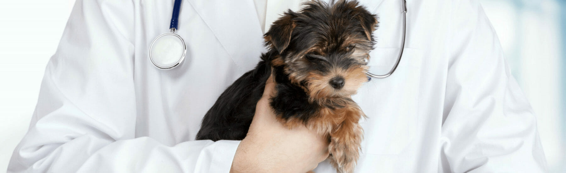 Small black and white dog being held by a veterinarian